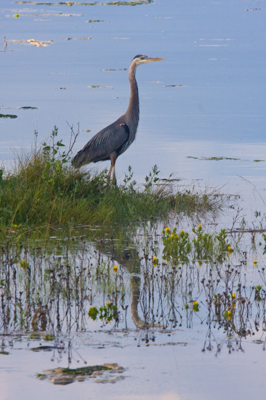 Great Blue Heron